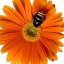 ThePinkPan7her9's avatar