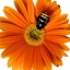 HyderRZSchool!834's avatar